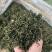 云南蒲公英茶颜色绿新货无碎泡茶新茶农产品大货批发