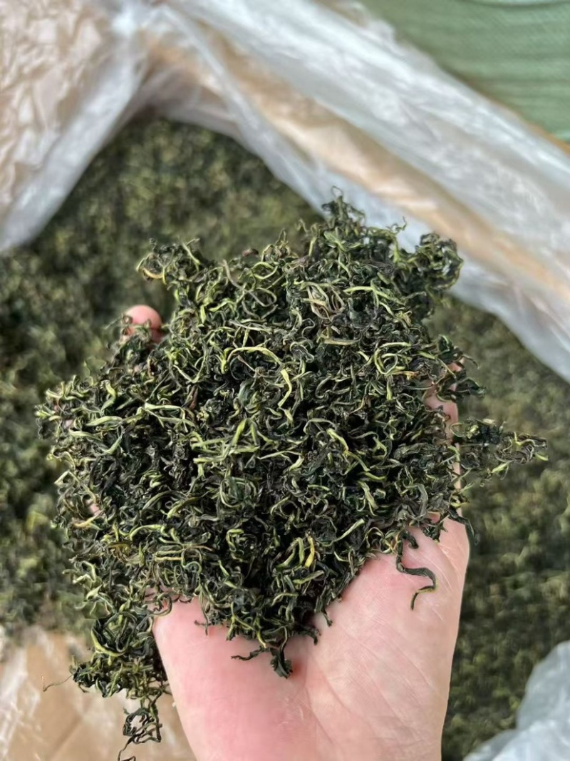 云南蒲公英茶颜色绿新货无碎泡茶新茶农产品大货批发