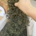 云南蒲公英茶颜色绿新货无碎泡茶新茶农产品大货批发