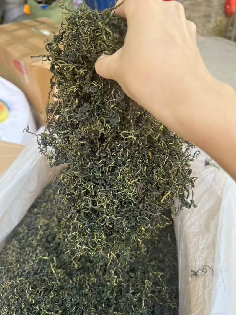 云南蒲公英茶颜色绿新货无碎泡茶新茶农产品大货批发