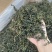 云南蒲公英茶颜色绿新货无碎泡茶新茶农产品大货批发