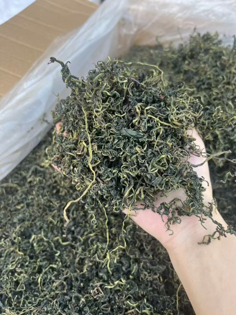 云南蒲公英茶颜色绿新货无碎泡茶新茶农产品大货批发