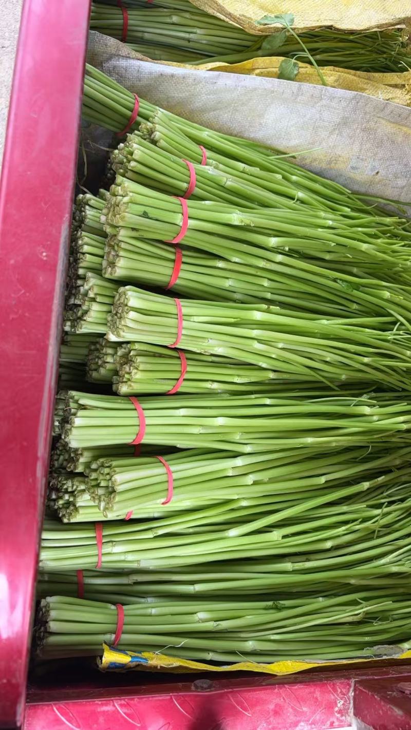 江西景德镇精品水芹菜，产地直销，量大从优