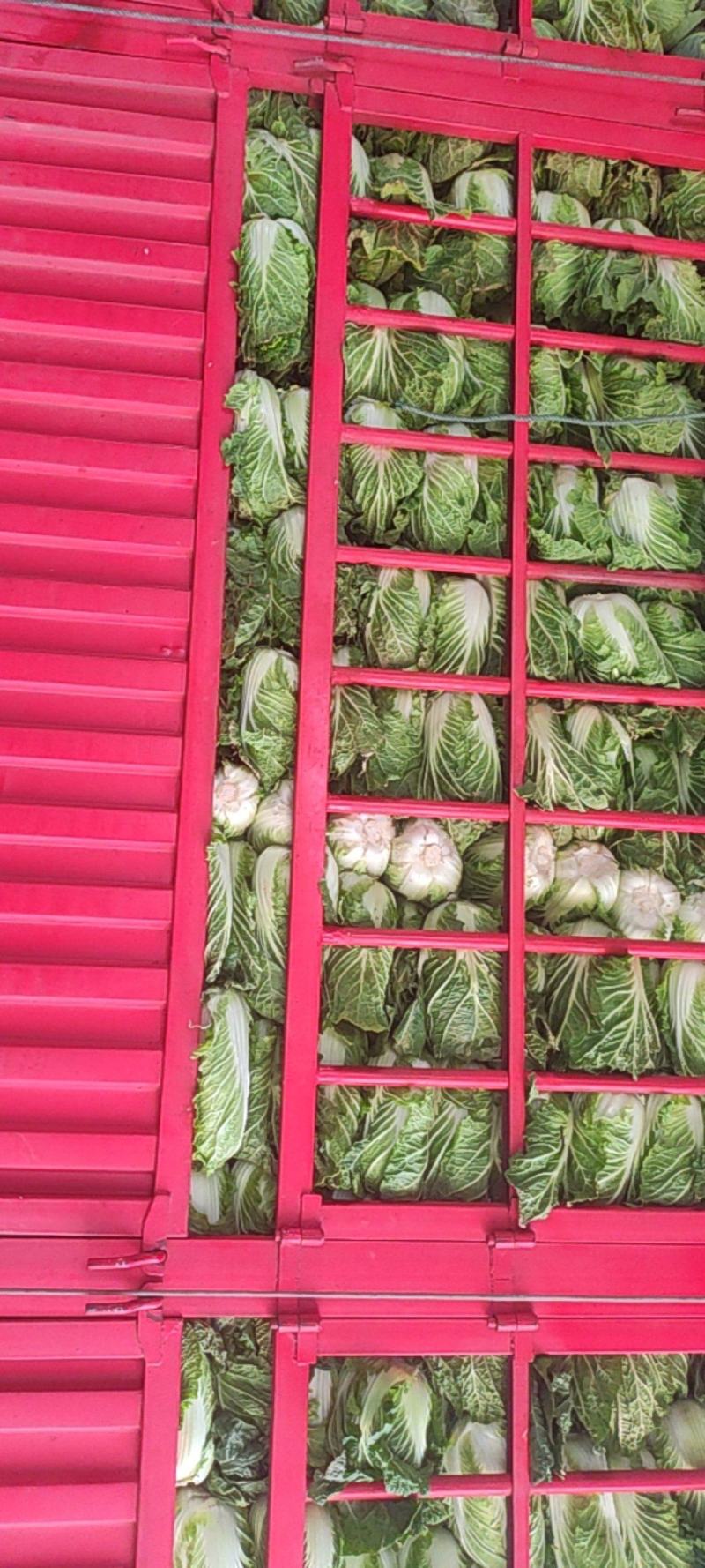 产地直发大白菜