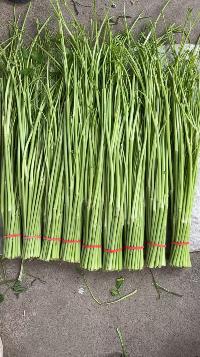 江西景德镇精品水芹菜，产地直销，量大从优