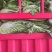 产地直发大白菜