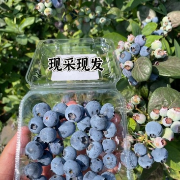 蓝莓供应，一件代发