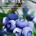 蓝莓供应，一件代发