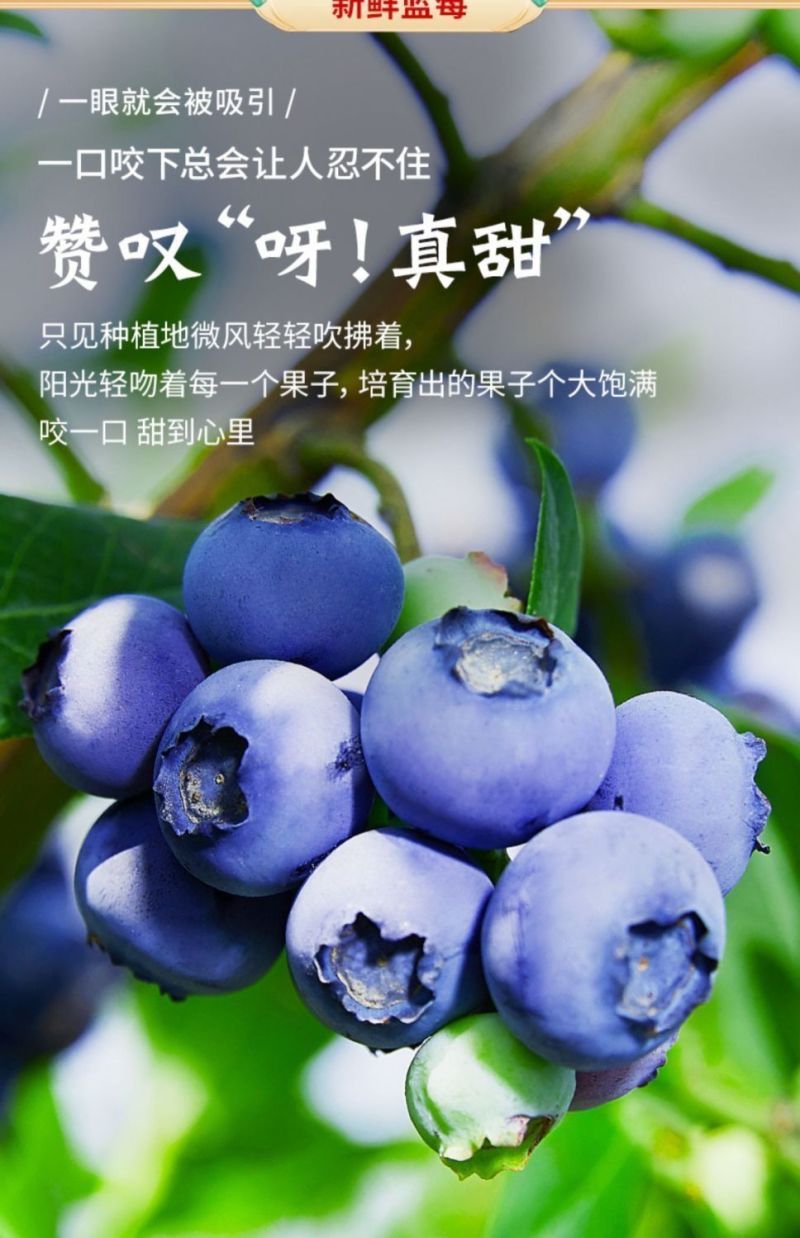 蓝莓供应，一件代发