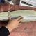 湖北野生香粽叶