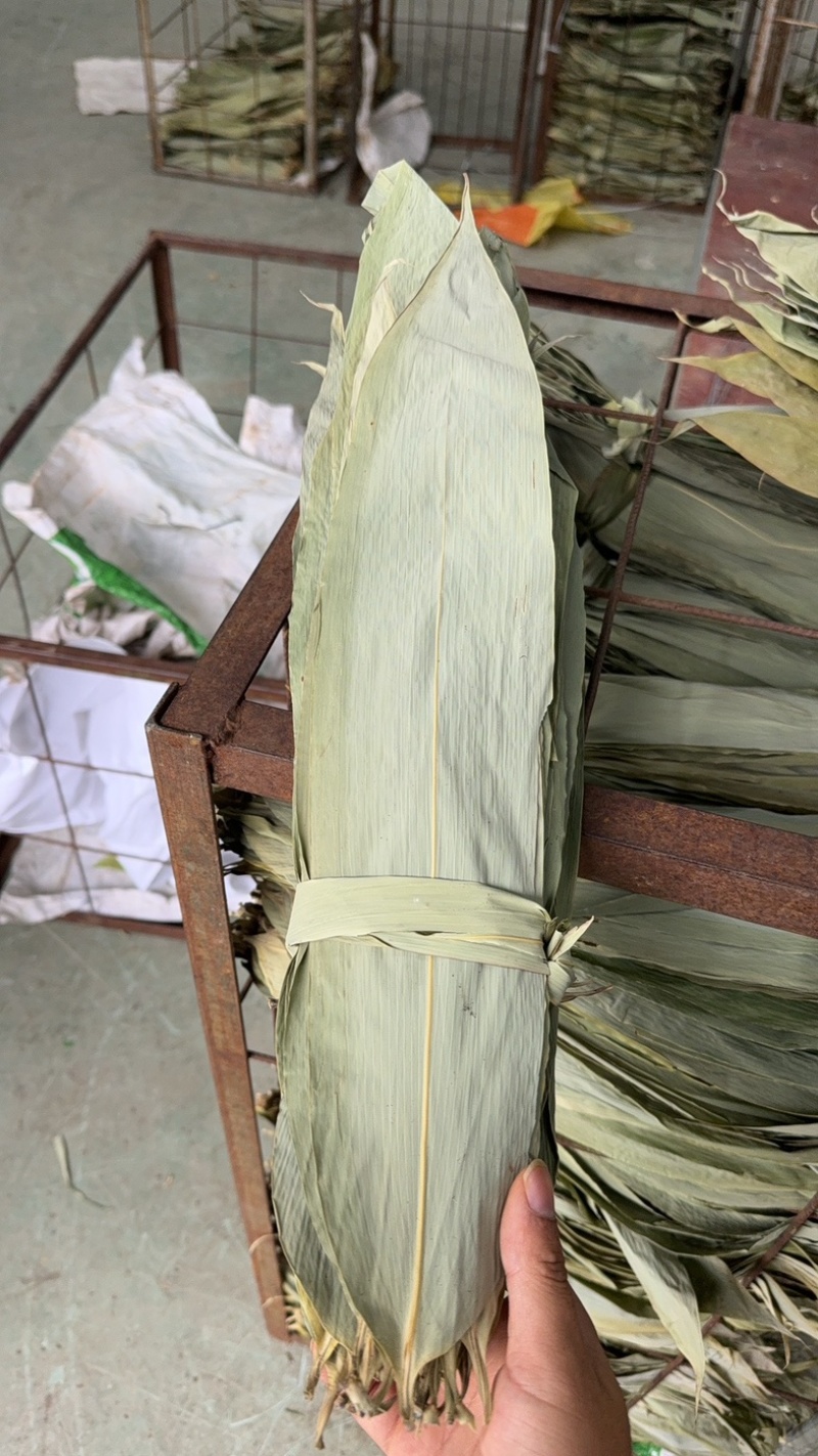 湖北野生香粽叶
