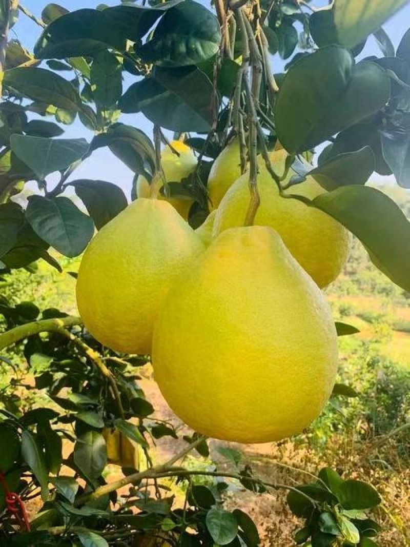 精品沙田柚大量有货原产地欢迎咨询，量大从优