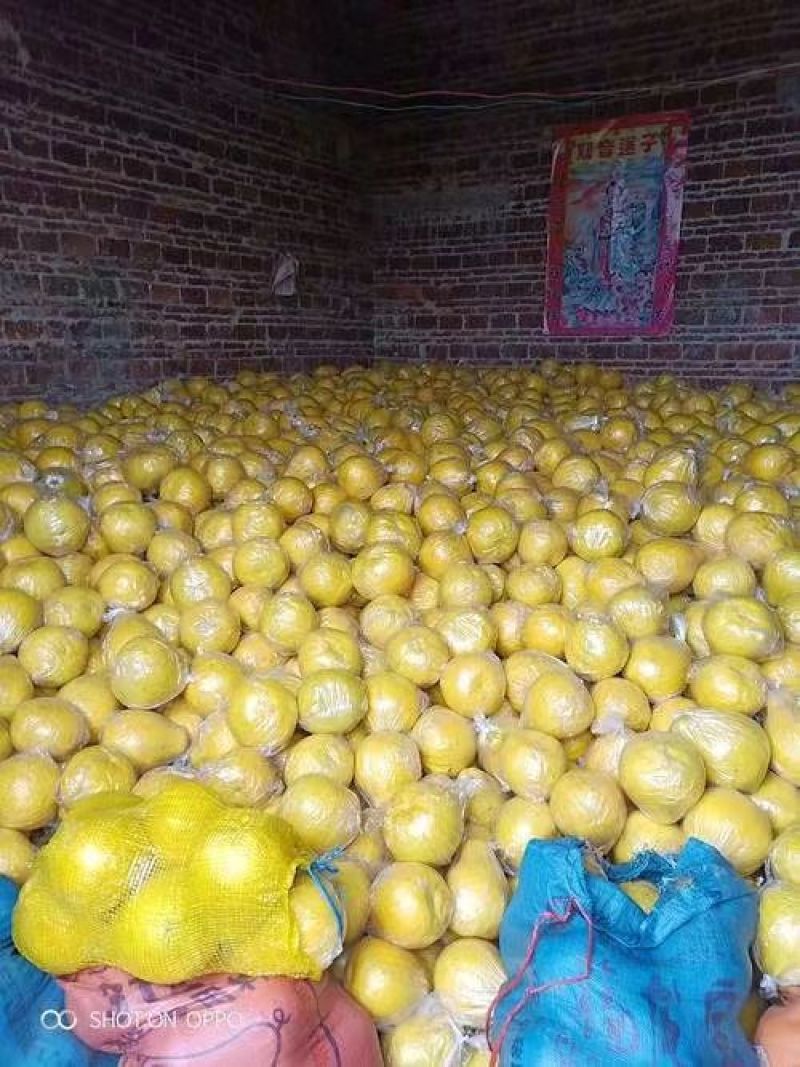 精品沙田柚大量有货原产地欢迎咨询，量大从优