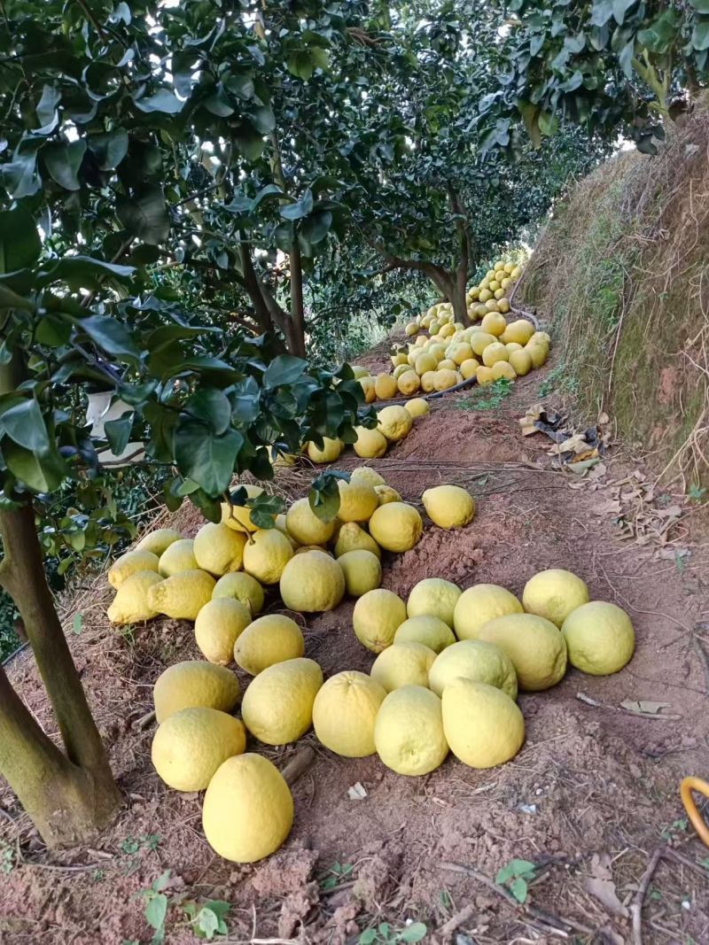 精品沙田柚大量有货原产地欢迎咨询，量大从优