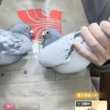 活体鸽子
