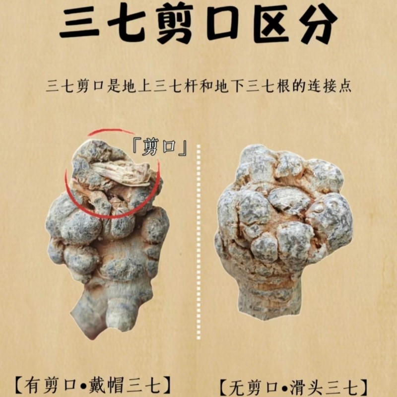 精品云南文山三七，无硫不打蜡水洗洁净三七田七批发产地直发