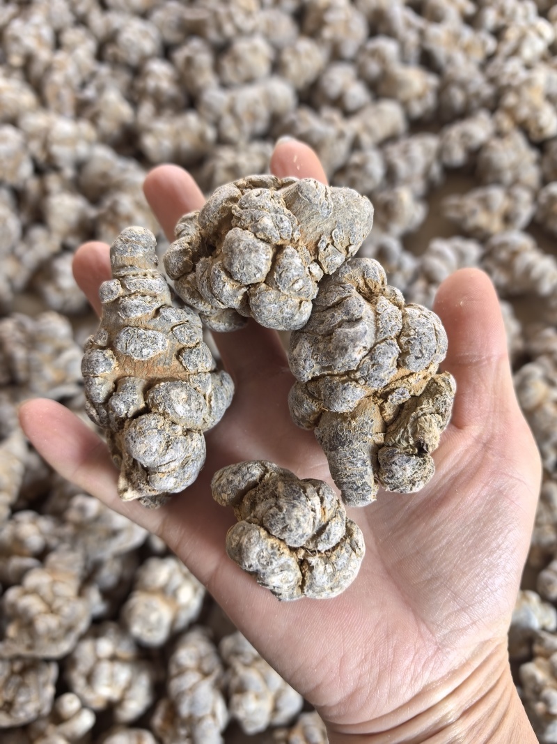 精品云南文山三七，无硫不打蜡水洗洁净三七田七批发产地直发