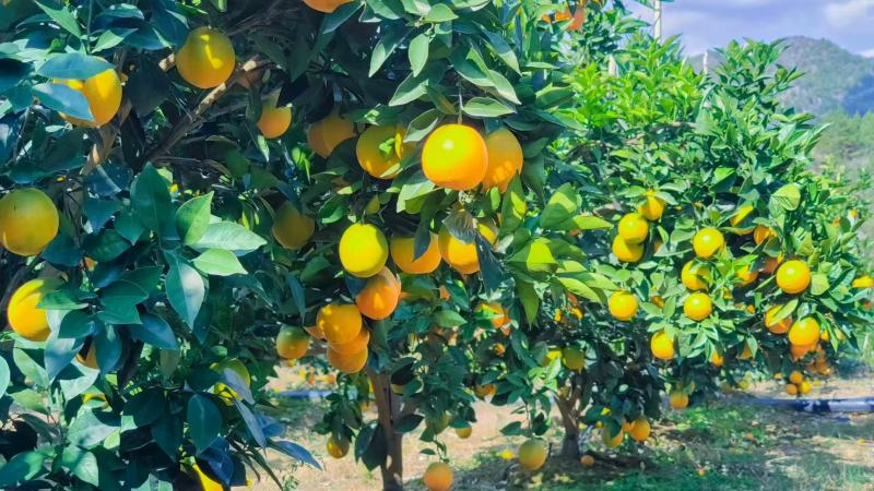 精品蜂蜜橙香甜多汁货源充足量大从优质量保证欢迎咨