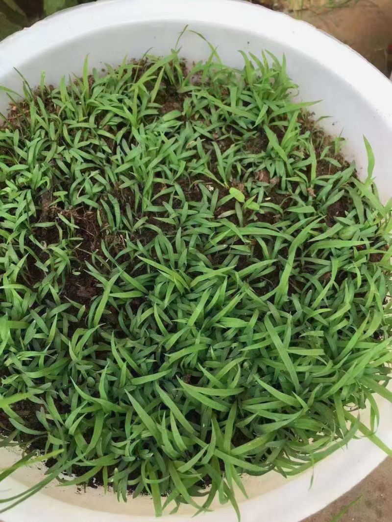 宽叶草种子耐旱耐高温绿化草种工程绿化护坡固土保水