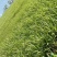 宽叶草种子耐旱耐高温绿化草种工程绿化护坡固土保水