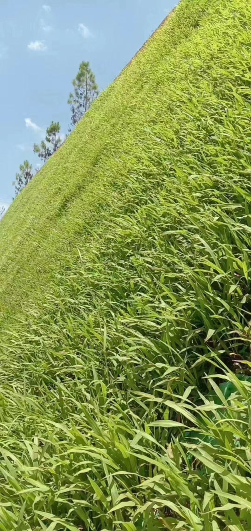 宽叶草种子耐旱耐高温绿化草种工程绿化护坡固土保水