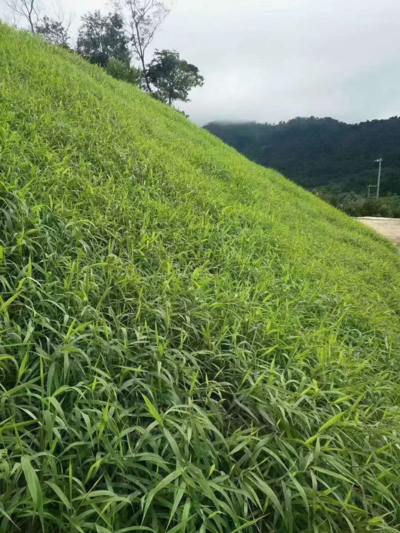 宽叶草种子耐旱耐高温绿化草种工程绿化护坡固土保水