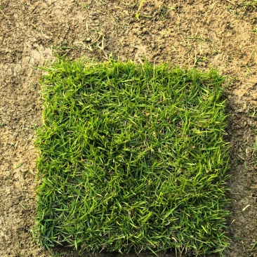 马尼拉草块草皮