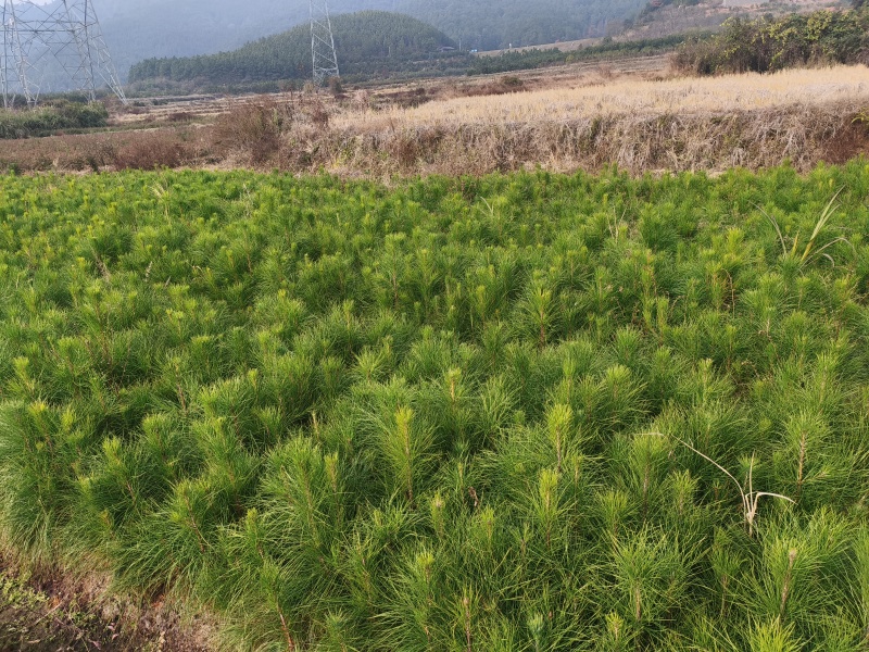 一年湿地松松树苗湿地松量大从优基地直发欢迎来电