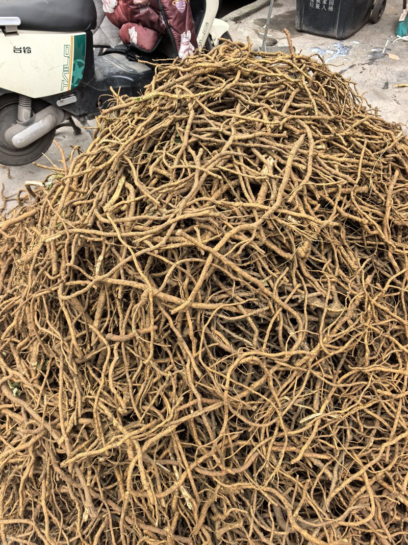 大通草根