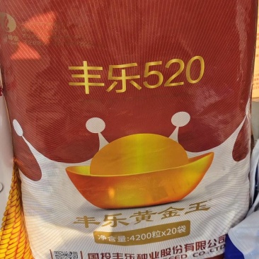 丰乐520玉米种子正品丰乐520批发量大优惠