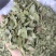 罗布麻叶
