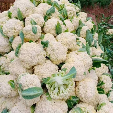 松花菜四川松花菜大量上市一手货源量大从优欢迎来电