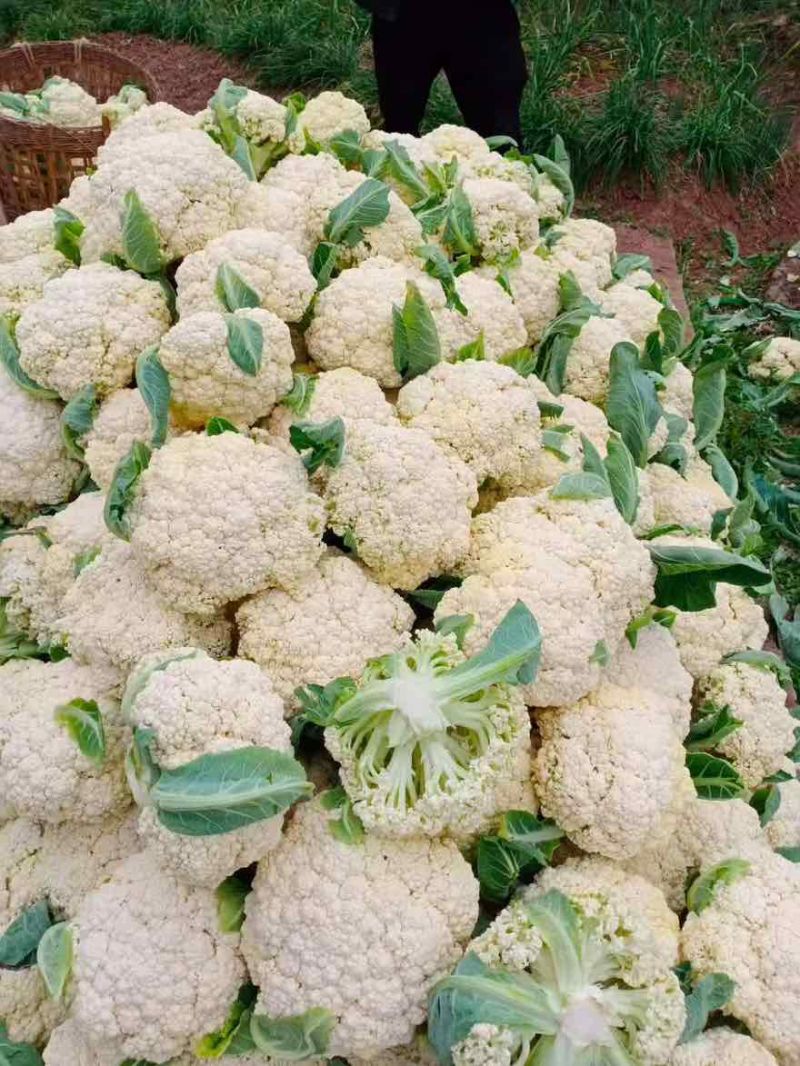 松花菜四川松花菜大量上市一手货源量大从优欢迎来电