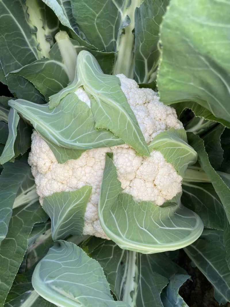 松花菜四川松花菜大量上市一手货源量大从优欢迎来电