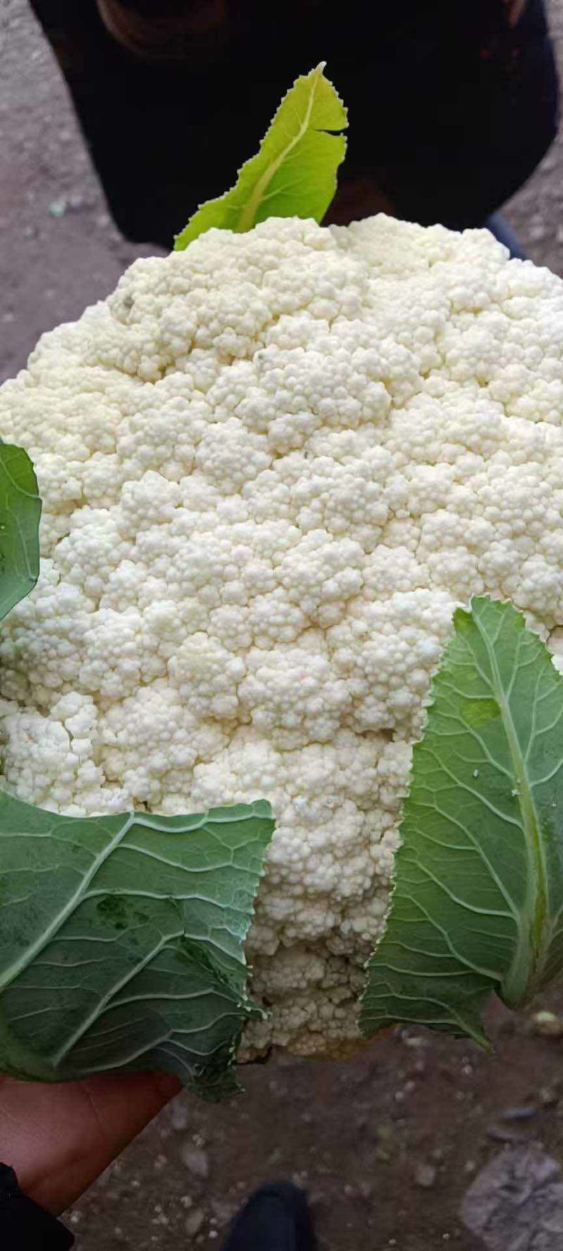 松花菜四川松花菜大量上市一手货源量大从优欢迎来电