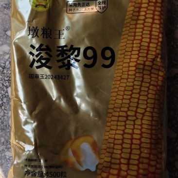 浚黎99玉米种子正品浚黎4500粒玉米种批发量大联系客服