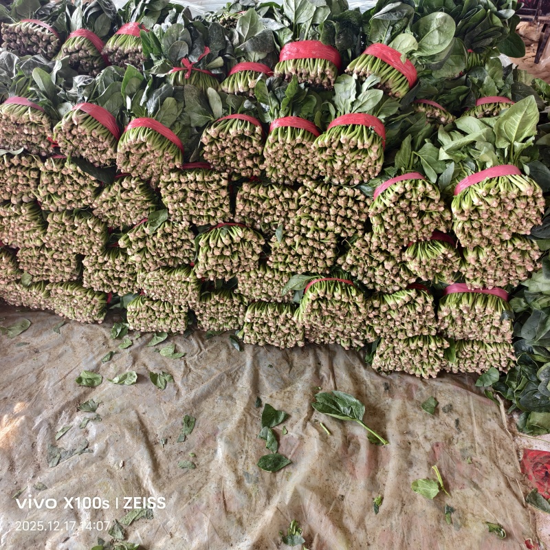 今天是12月17号产地菠菜海量货源要的联系