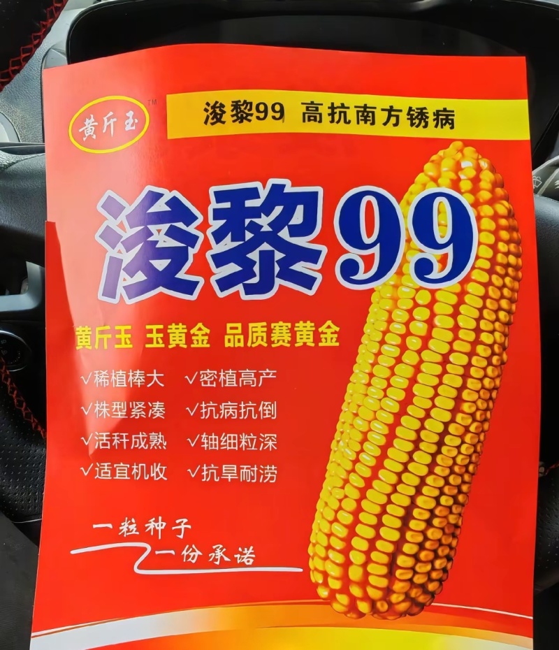 浚黎99玉米种子正品浚黎4500粒玉米种批发量大联系客服