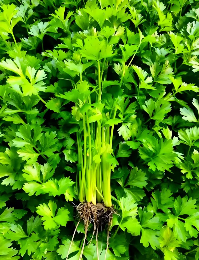 香芹对接各大商超市场