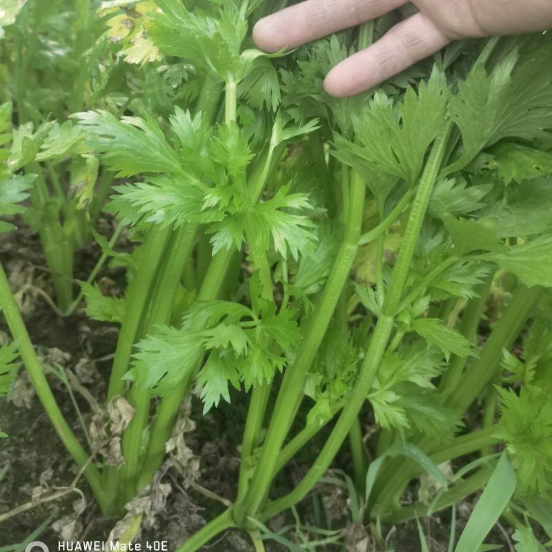 法国皇后，西芹
