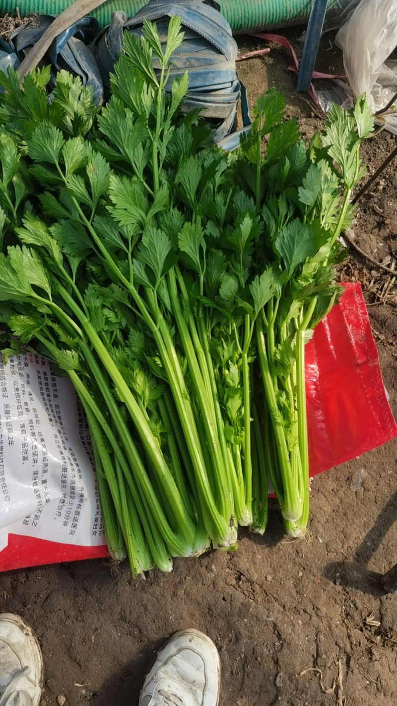 法国皇后，西芹
