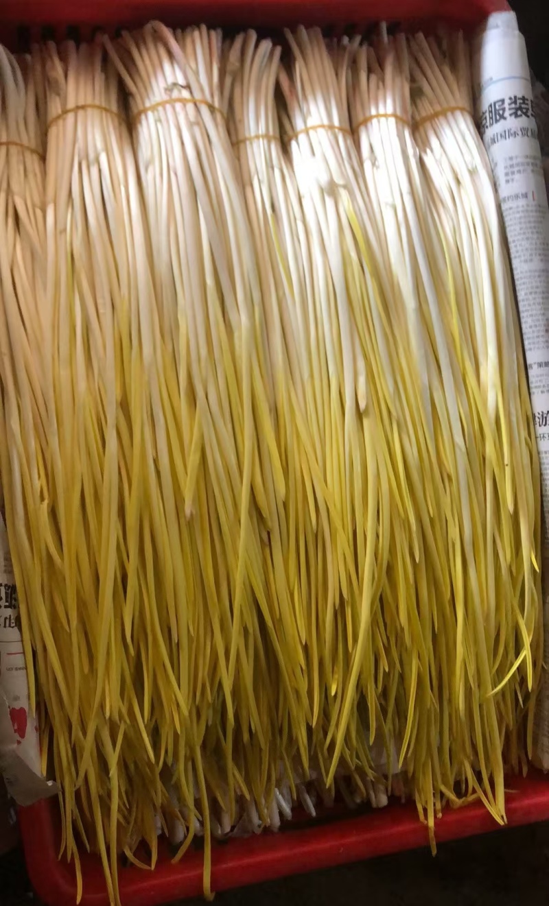 蒜黄对接各大商超商场市场