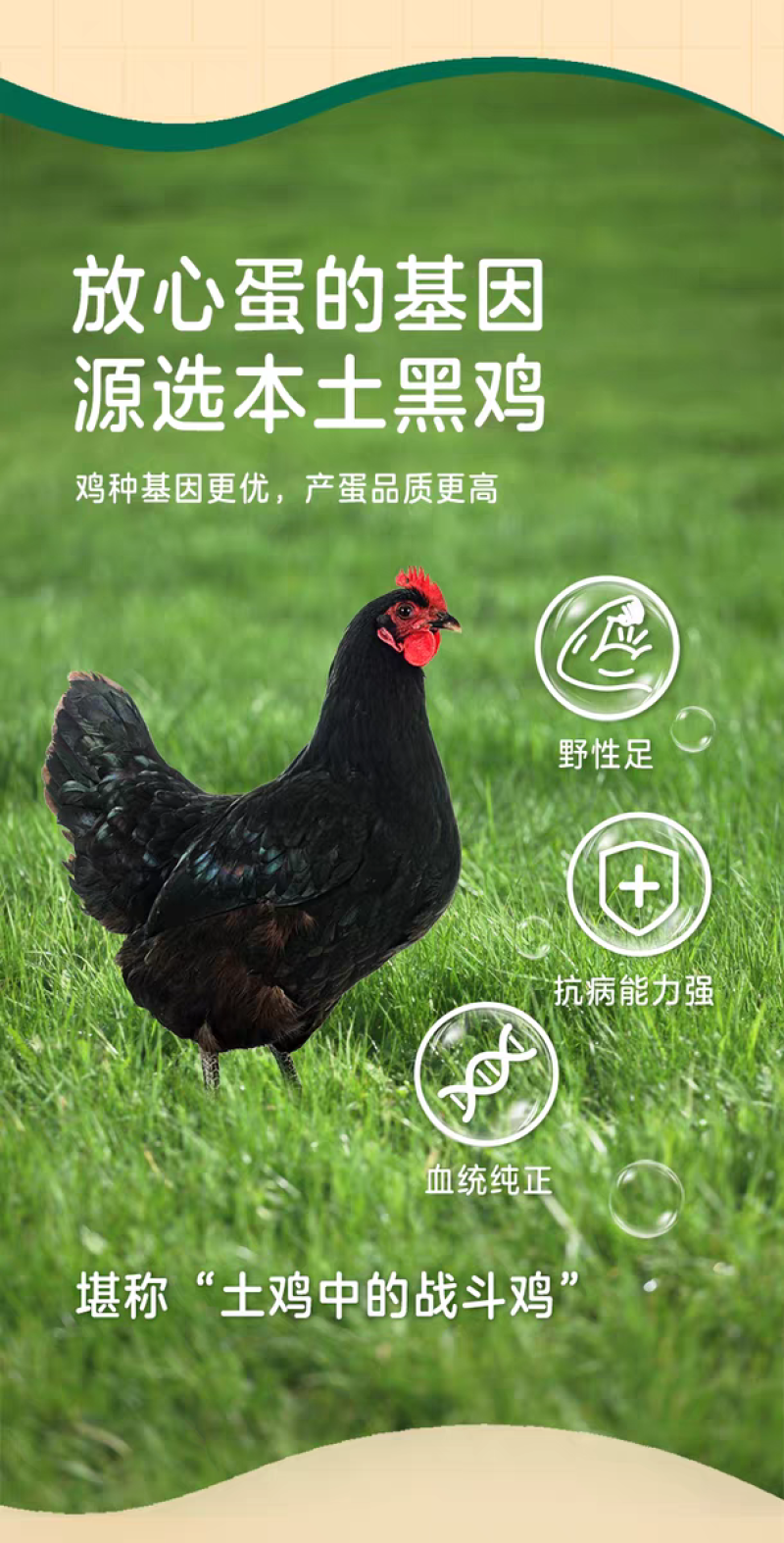 双色黑凤（粉八）土鸡蛋，大量稳定供应，品质保障，价格美丽