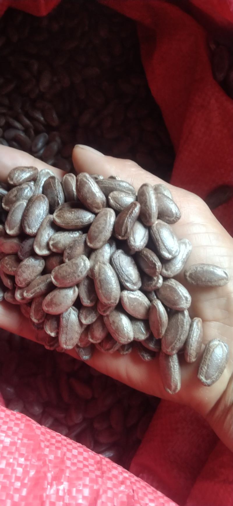 3号吊瓜子1300的瓜子