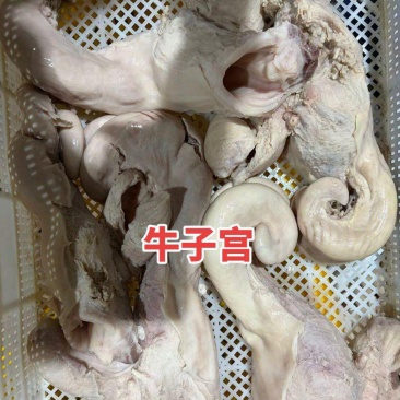 牛子宫