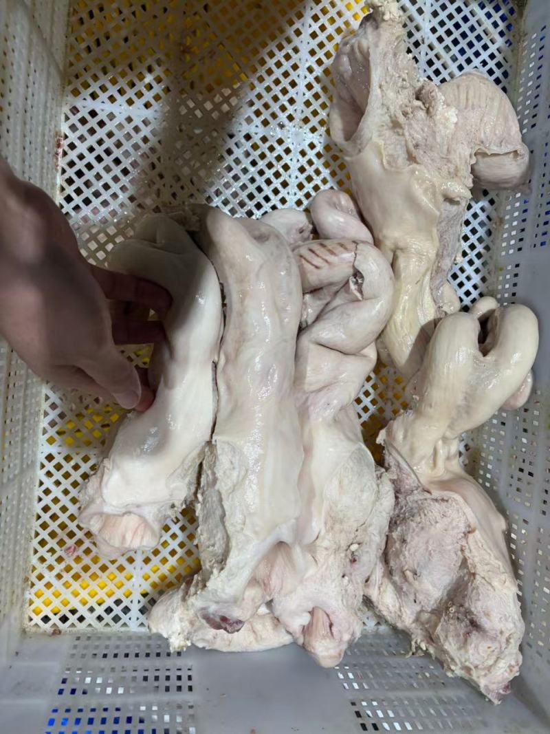 牛子宫