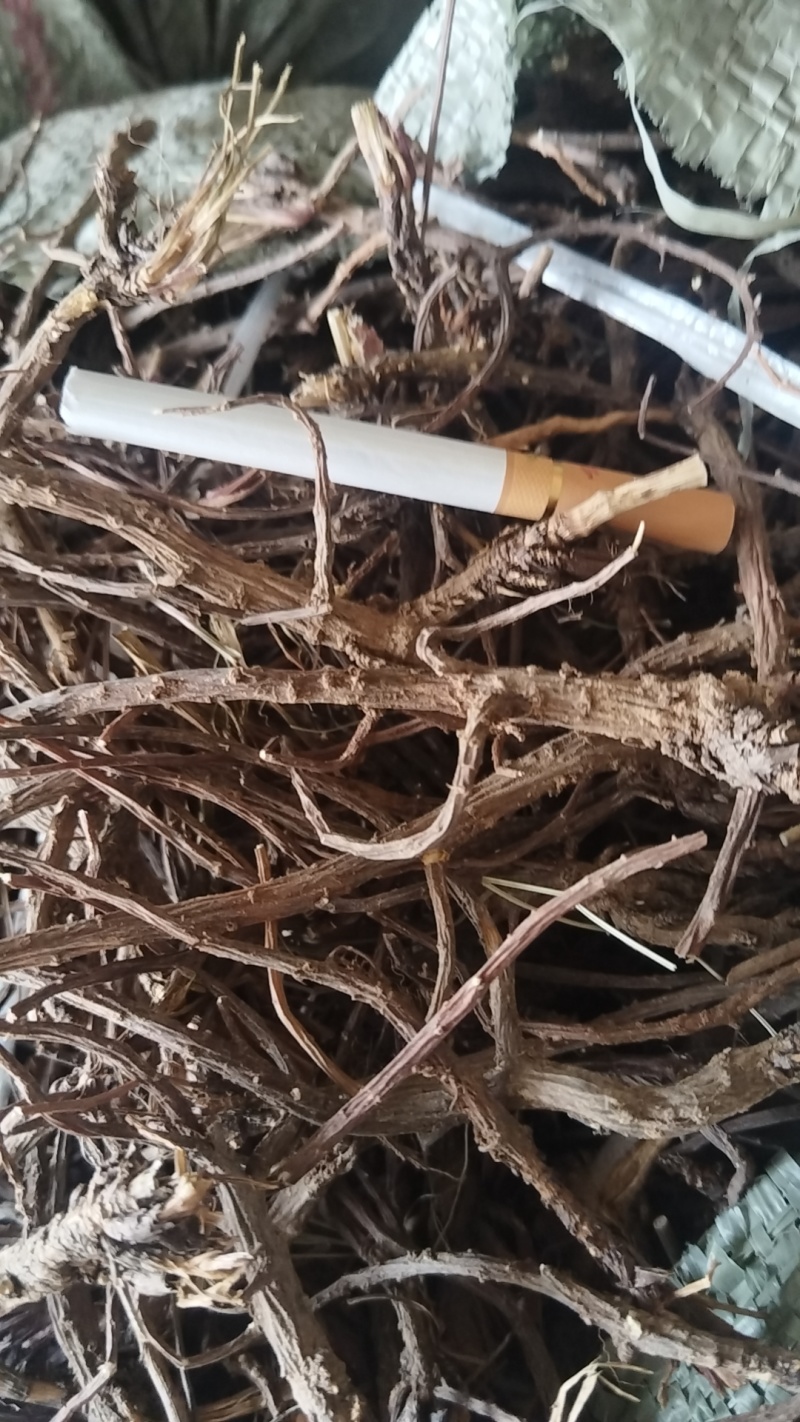 山西长治黑柴胡