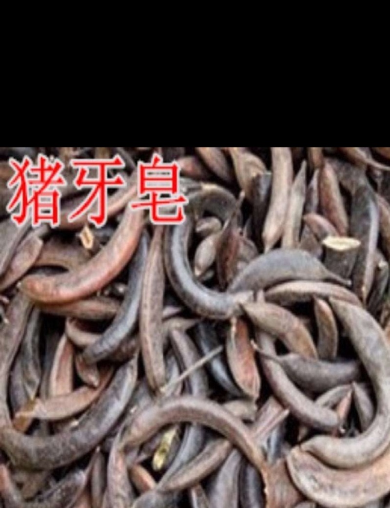 皂角猪牙皂小皂角