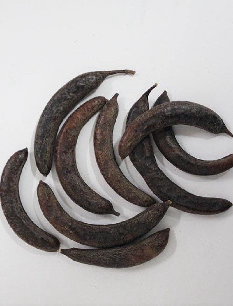 皂角猪牙皂小皂角