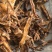 《地龙》小地龙半开质量不错，价格优惠聚源药业